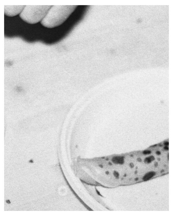 pancakes (darkroom print)