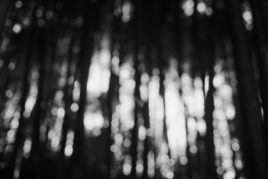 bamboo forest study bw02