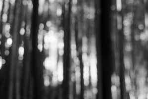 bamboo forest study bw03