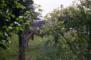 bullocks